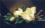 Martin Johnson Heade Canvas Paintings - Two Magnolias and a Bud on Teal Velvet